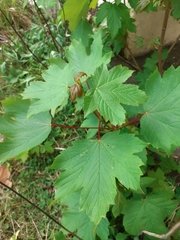 Acer pseudoplatanus