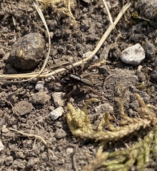 Alopecosa pulverulenta