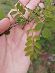 Robinia pseudoacacia