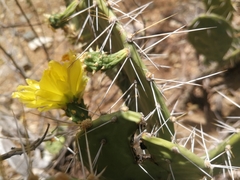Opuntia caracassana