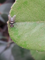 Diptera