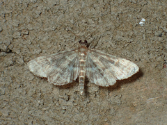 Anageshna
