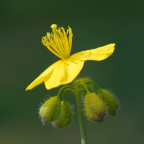 Asian celandine