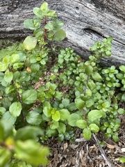 Heuchera maxima
