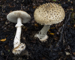 Amanita australis