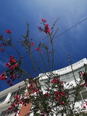 Cantua
