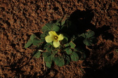 Oxalis melanosticta melanosticta