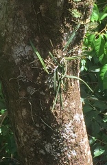 Brassavola