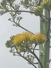 Agave