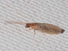 Micromus subanticus