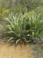 Agave