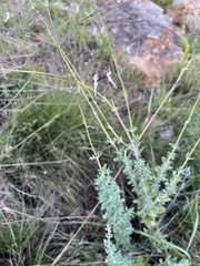 Syncolostemon parviflorus