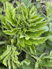 Tordylieae