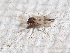 Polypedilum scalaenum