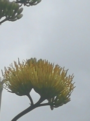 Agave