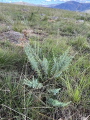 Syncolostemon parviflorus