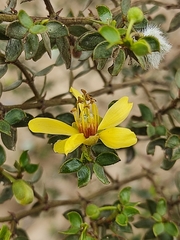 Larrea tridentata