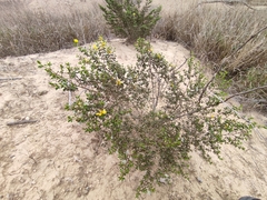 Larrea tridentata