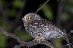 Megascops trichopsis