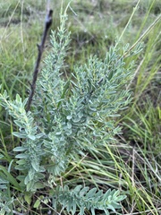 Syncolostemon parviflorus
