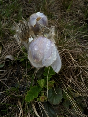 Pulsatilla vernalis