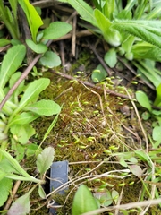 Amblystegium
