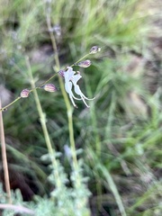 Syncolostemon parviflorus