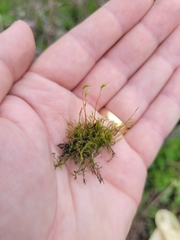 Amblystegium