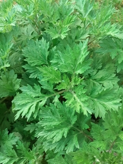 Artemisia