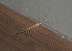 Euconocephalus pallidus