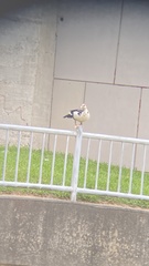 Cairina moschata domestica