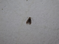 Amphipsocidae