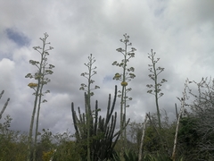 Agave