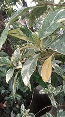 Pseuderanthemum carruthersii