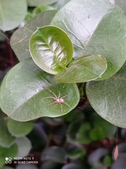 Araneae