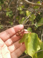 Bursera simaruba