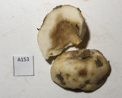 Russula parvisaxoides
