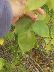 Bursera simaruba