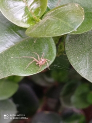 Araneae