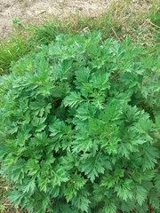 Artemisia