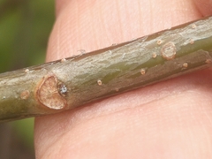 Bursera simaruba