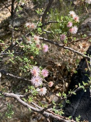 Mimosa texana
