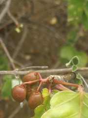 Bursera simaruba
