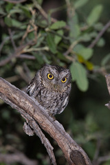 Megascops trichopsis