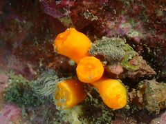 Dendrophyllia arbuscula