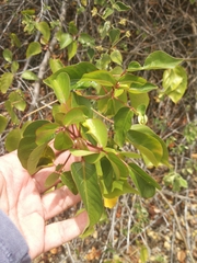 Bursera simaruba