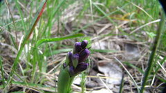 Anacamptis morio