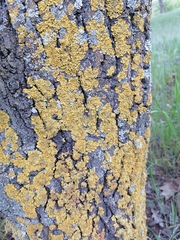 Xanthoria parietina