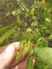 Bursera simaruba