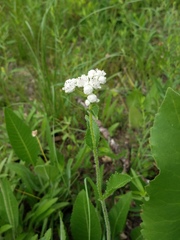 Parthenium hispidum
